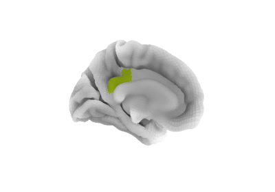 Seed-based connectivity on the surface