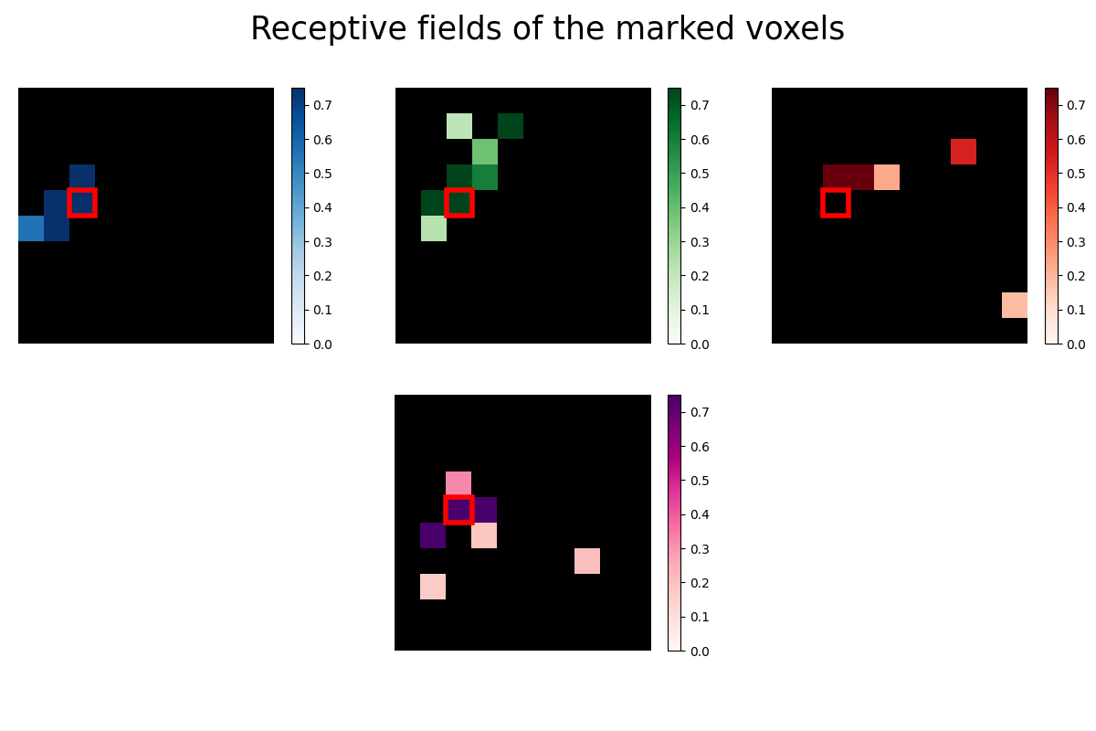 Receptive fields of the marked voxels