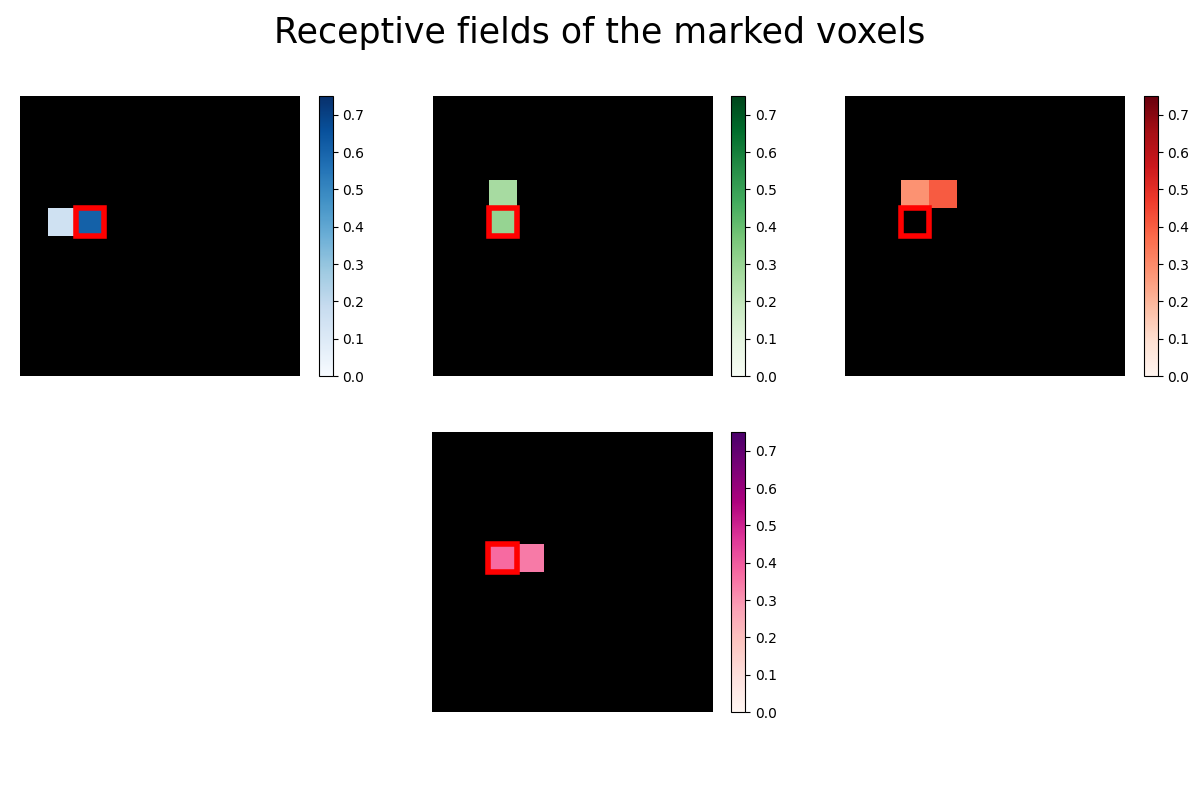 Receptive fields of the marked voxels